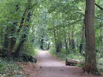 A shaded path winding through Dunmore East Woods