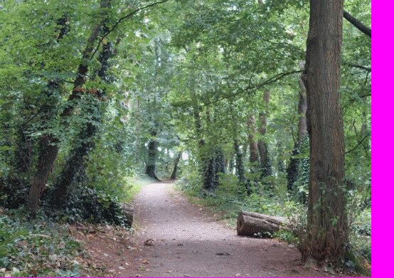 A woodland path through tall broadleaf trees in Dunmore East Woods